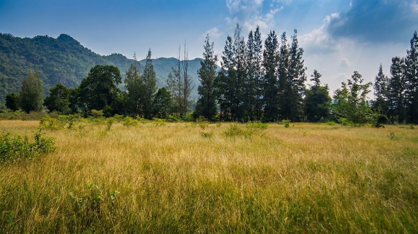 Tall grass field lined with pines