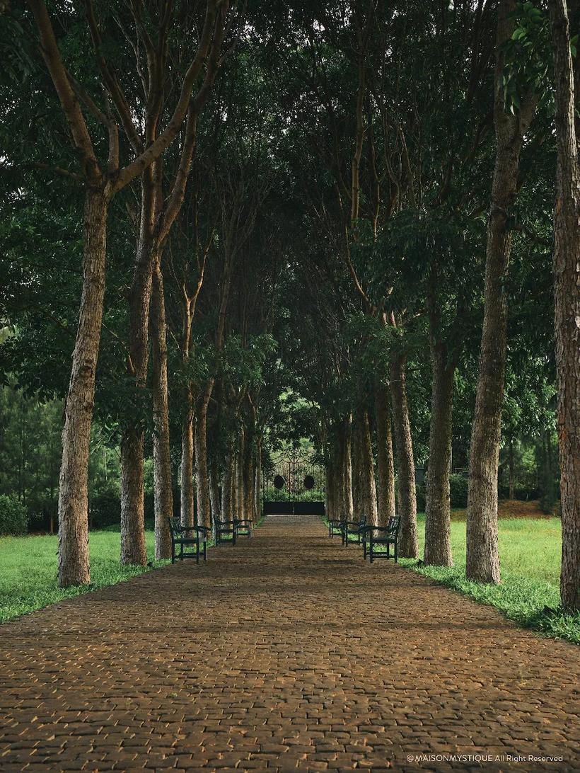 Misty tree-lined park avenue